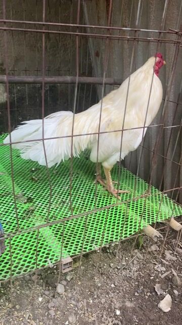 úa Chân Xanh 2k6 tay ngon long mới. Mua bán Gà tại Huyện Châu Thành Bến Tre được đăng bởi Trọng Tân hình 1