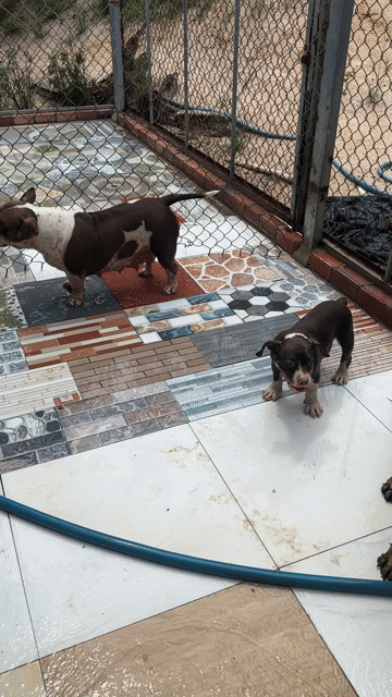 Chó Bully cái Nâu 3.5 tháng. Mua bán Chó tại Huyện Xuyên Mộc Bà Rịa - Vũng Tàu được đăng bởi duong quoc bang hình 1