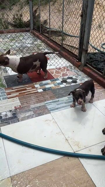Chó Bully cái Nâu 3.5 tháng. Mua bán Chó tại Huyện Xuyên Mộc Bà Rịa - Vũng Tàu được đăng bởi duong quoc bang hình 1