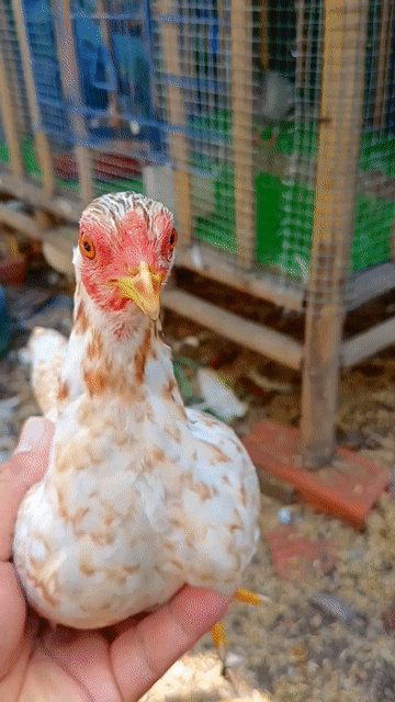 Gà tre Bắc mái xám bông. Mua bán Gà tại Huyện Bình Chánh Tp Hồ Chí Minh được đăng bởi Thưởng hình 1