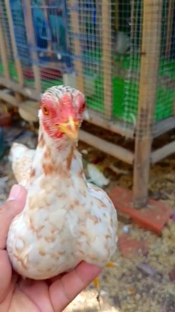Gà tre Bắc mái xám bông. Mua bán Gà tại Huyện Bình Chánh Tp Hồ Chí Minh được đăng bởi Thưởng hình 1