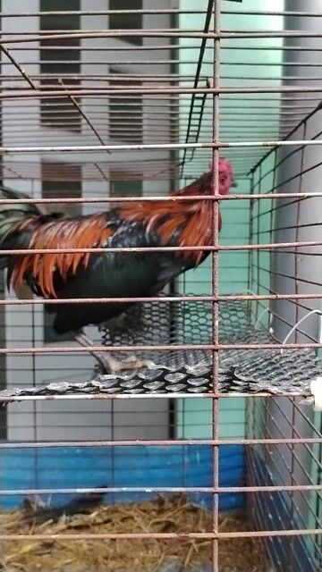 Gà chọi trống đen 7 tháng. Mua bán Gà tại Thành phố Tân An Long An được đăng bởi Chuyên gà lai  hình 1