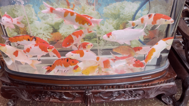 cá koi. Mua bán Thú cưng khác tại Quận Hà Đông Hà Nội được đăng bởi Trại cá koi F1 hà nội hình 1