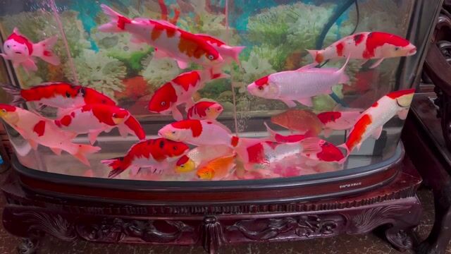 cá koi. Mua bán Thú cưng khác tại Quận Hà Đông Hà Nội được đăng bởi Trại cá koi F1 hà nội hình 1