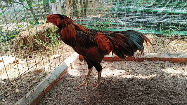Gà chọi khét 2.6kg chân xanh. Mua bán Gà tại Huyện Củ Chi Tp Hồ Chí Minh được đăng bởi Nghia gà nhà 71 hình 1