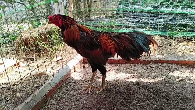 Gà chọi khét 2.6kg chân xanh. Mua bán Gà tại Huyện Củ Chi Tp Hồ Chí Minh được đăng bởi Nghia gà nhà 71 hình 1