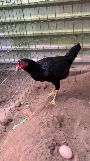 Gà Ấn Độ rặc Mái 2.4kg. Mua bán Gà tại Huyện Nhà Bè Tp Hồ Chí Minh được đăng bởi Long hình 1