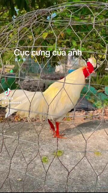 Úa chân vàng chạng cân 2,9kg. Mua bán Gà tại Huyện Càng Long Trà Vinh được đăng bởi Trường AN Văn Nguyễn hình 1