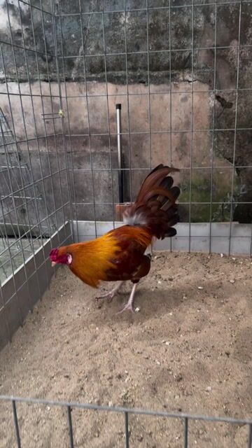 mỹ simon. Mua bán Gà tại Quận 8 Tp Hồ Chí Minh được đăng bởi Tấn Sang hình 1