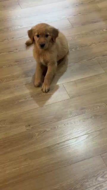 Chó Golden Retriever vàng nâu. Mua bán Chó tại Quận Hà Đông Hà Nội được đăng bởi Nguyễn Hằng hình 1
