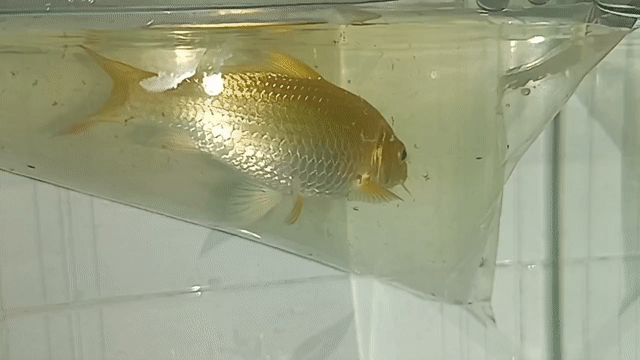 Pass Cá Chép Phi Tần, Ranchu, Koi. Mua bán Thú cưng khác tại Quận Tân Bình Tp Hồ Chí Minh được đăng bởi Quý Trần Đại hình 1