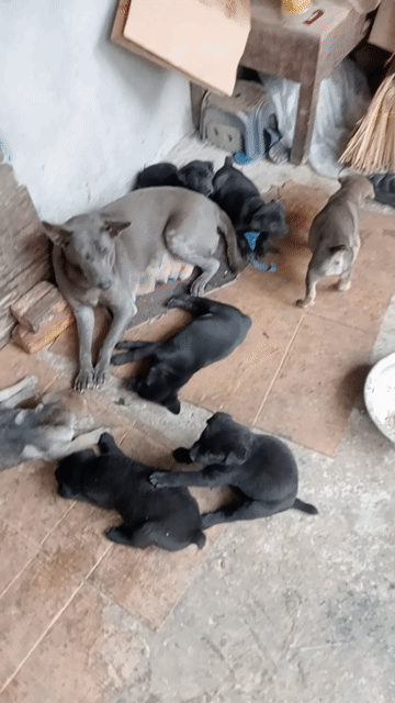 Chó Lai Mông Cộc Đen Nâu. Mua bán Chó tại Huyện Chương Mỹ Hà Nội được đăng bởi Nhung  hình 1