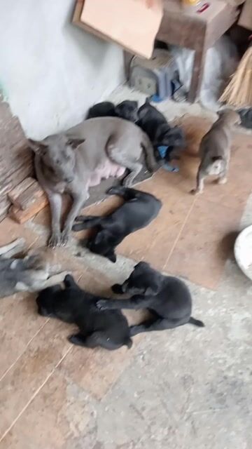 Chó Lai Mông Cộc Đen Nâu. Mua bán Chó tại Huyện Chương Mỹ Hà Nội được đăng bởi Nhung  hình 1