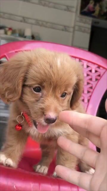 Chó chân lùn nhỏ cute