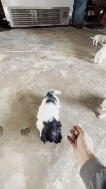 Chó Nhật lùn lai Trắng Đen. Mua bán Chó tại Huyện Ea H'leo Đắk Lắk được đăng bởi Nhật minh hình 1