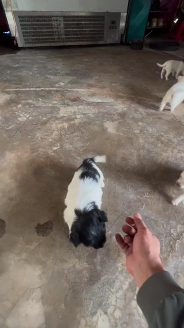 Chó Nhật lùn lai Trắng Đen. Mua bán Chó tại Huyện Ea H'leo Đắk Lắk được đăng bởi Nhật minh hình 1