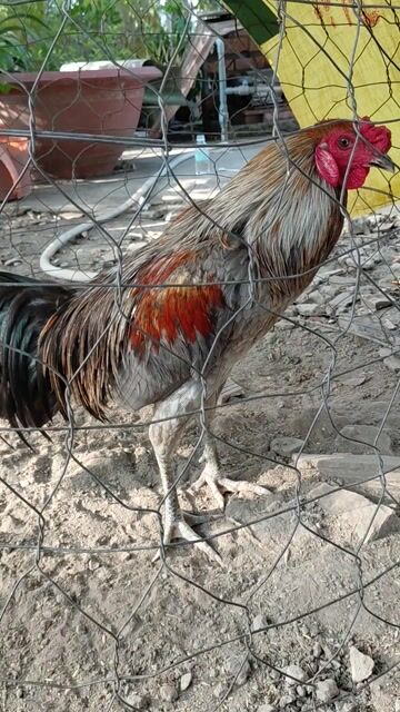 trích chân xanh. Mua bán Gà tại Huyện Mỹ Xuyên Sóc Trăng được đăng bởi Tỷ sóc trăng hình 1