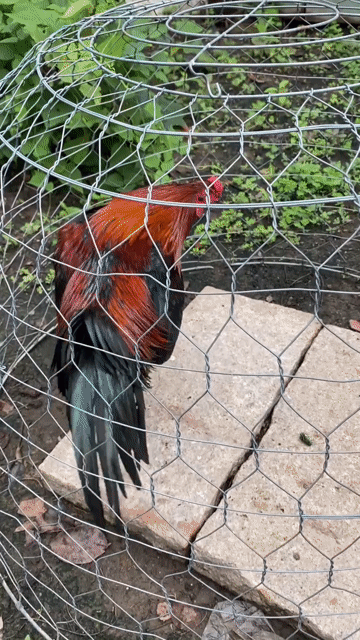 Gà chọi Gà qe siu mỹ Đực Đỏ đen. Mua bán Gà tại Huyện Bình Chánh Tp Hồ Chí Minh được đăng bởi Tửng Nhỏ hình 1