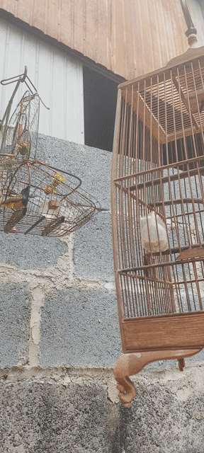 hút mật 5màu hót đấu chém cánh. Mua bán Chim tại Huyện Vĩnh Cửu Đồng Nai được đăng bởi Tấn Khang hình 1