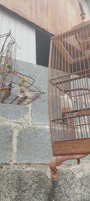 hút mật 5màu hót đấu chém cánh. Mua bán Chim tại Huyện Vĩnh Cửu Đồng Nai được đăng bởi Tấn Khang hình 1