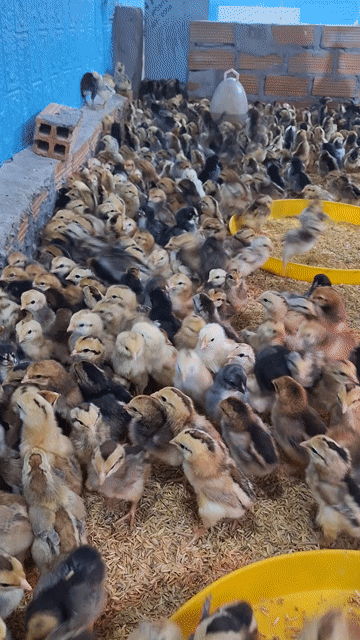 Gà ta thả vườn 1-30 ngày tuổi đã tiêm. Mua bán Gà tại Quận 12 Tp Hồ Chí Minh được đăng bởi Lê Thị Hảo hình 1