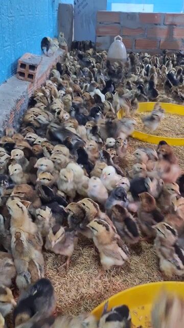Gà ta thả vườn 1-30 ngày tuổi đã tiêm. Mua bán Gà tại Quận 12 Tp Hồ Chí Minh được đăng bởi Lê Thị Hảo hình 1
