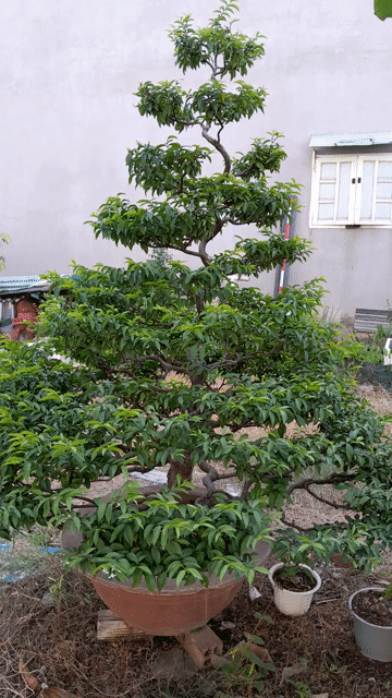 Mai chiếu thủy Cao 1m6 tán 1m đã uốn bonsai. Mua bán Cây cảnh, đồ trang trí tại Thành phố Biên Hòa Đồng Nai được đăng bởi Thoa Nguyen hình 1