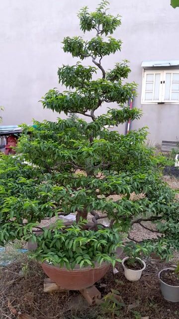 Mai chiếu thủy Cao 1m6 tán 1m đã uốn bonsai. Mua bán Cây cảnh, đồ trang trí tại Thành phố Biên Hòa Đồng Nai được đăng bởi Thoa Nguyen hình 1