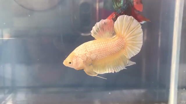 1 Betta trống. Mua bán Thú cưng khác tại Huyện Xuyên Mộc Bà Rịa - Vũng Tàu được đăng bởi Ichi Ban Betta hình 1