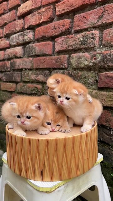 Mèo Golden Ny12,24. Mua bán Mèo tại Huyện Gia Lâm Hà Nội được đăng bởi Quý Văn hình 1