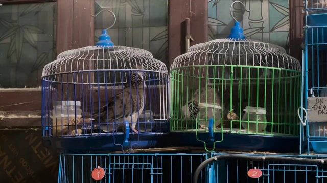 Chim gáy Thái trống 11 tháng. Mua bán Chim tại Quận Hoàng Mai Hà Nội được đăng bởi Hùng hình 1
