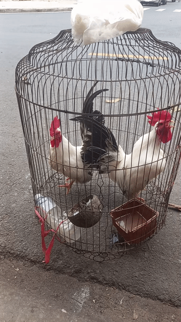 Gà cảnh trống màu Trắng, Đen, Đỏ. Mua bán Gà tại Thành phố Long Xuyên An Giang được đăng bởi Phong Hùng hình 1