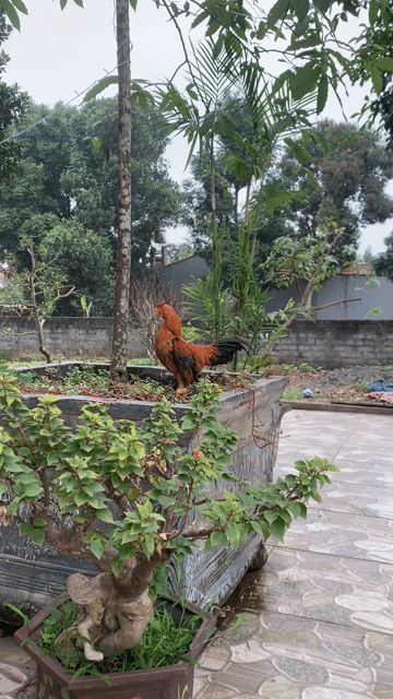 Gà trống vàng bò. Mua bán Gà tại Huyện Ba Vì Hà Nội được đăng bởi Anh Phạm hình 1