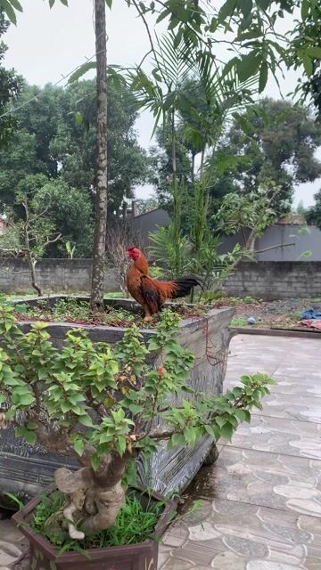 Gà trống vàng bò. Mua bán Gà tại Huyện Ba Vì Hà Nội được đăng bởi Anh Phạm hình 1