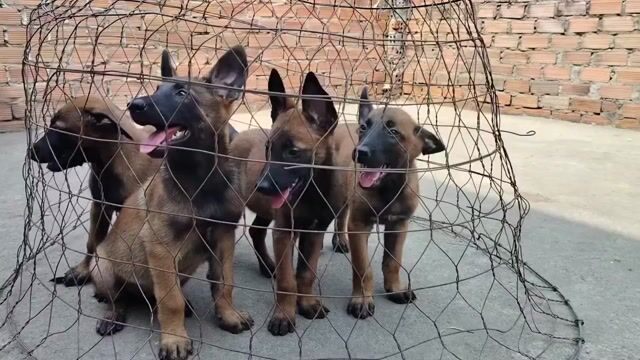 Chó Malinois 3 tháng tuổi. Mua bán Chó tại Thành phố Thủ Đức Tp Hồ Chí Minh được đăng bởi TRẠI CHÓ PHÚ QUÝ hình 1