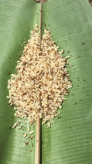 Trứng kiến vàng 100g không thuốc xịt. Mua bán Phụ kiện, Thức ăn, Dịch vụ tại Quận Bình Thuỷ Cần Thơ được đăng bởi Pham Trong hình 1