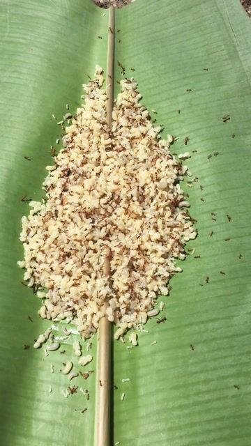 Trứng kiến vàng 100g không thuốc xịt. Mua bán Phụ kiện, Thức ăn, Dịch vụ tại Quận Bình Thuỷ Cần Thơ được đăng bởi Pham Trong hình 1
