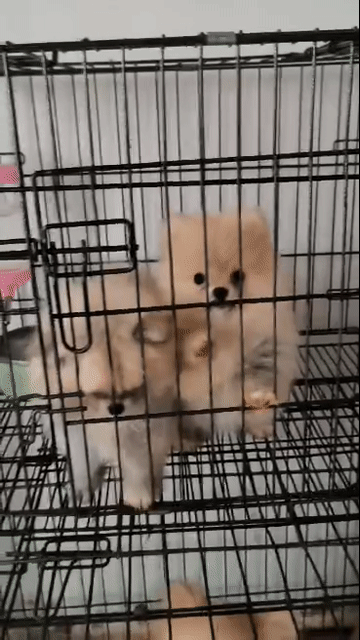 Chó Phốc Sóc Thái Mini. Mua bán Chó tại Huyện Đức Trọng Lâm Đồng được đăng bởi Dang Quang Vinh hình 1