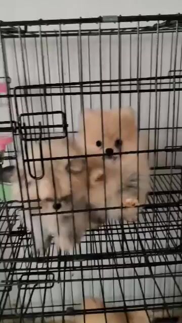 Chó Phốc Sóc Thái Mini. Mua bán Chó tại Huyện Đức Trọng Lâm Đồng được đăng bởi Dang Quang Vinh hình 1