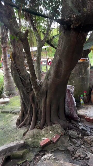 Cây cảnh 20 năm. Mua bán Cây cảnh, đồ trang trí tại Huyện Củ Chi Tp Hồ Chí Minh được đăng bởi Key hình 1
