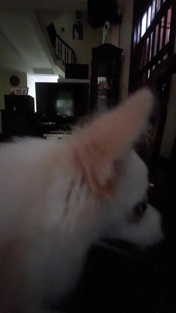 Chó Phốc Sóc trắng, hơn 1 năm tuổi,Cân nặng 3,5 kg. Mua bán Chó tại Quận Long Biên Hà Nội được đăng bởi 352 nvc hình 1