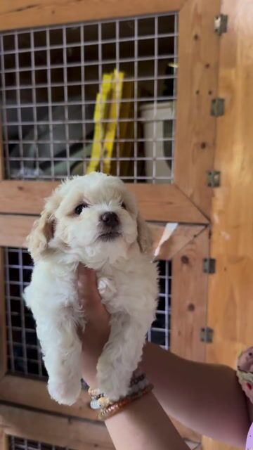 Chó Poodle*Bichon form đẹp lông dày. Mua bán Chó tại Quận 12 Tp Hồ Chí Minh được đăng bởi Hy hình 1