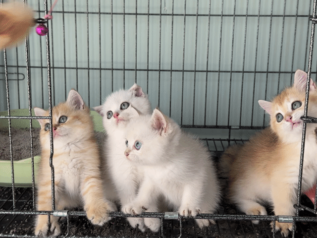 gã mèo golden xinh. Mua bán Mèo tại Thành phố Thủ Đức Tp Hồ Chí Minh được đăng bởi Viet Meow 233a Dương Đình Hội Q9 hình 1