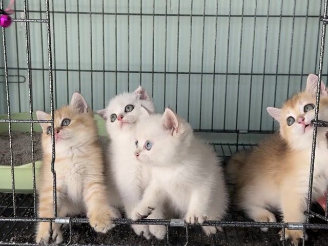 gã mèo golden xinh. Mua bán Mèo tại Thành phố Thủ Đức Tp Hồ Chí Minh được đăng bởi Viet Meow 233a Dương Đình Hội Q9 hình 1