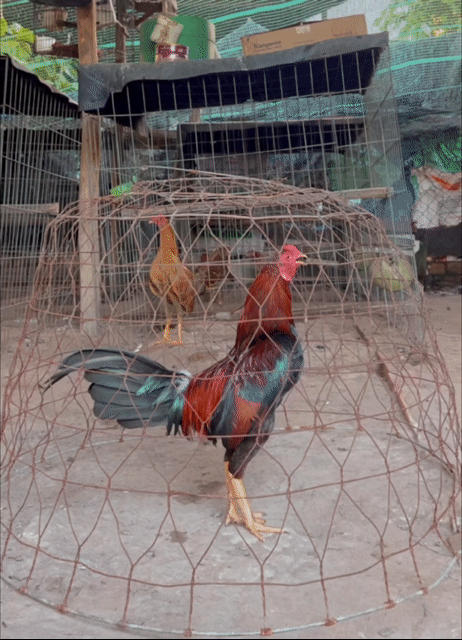 Gà chọi Cuban trống 1,4kg màu Điều . Mua bán Gà tại Huyện Củ Chi Tp Hồ Chí Minh được đăng bởi Gà Đá hình 1