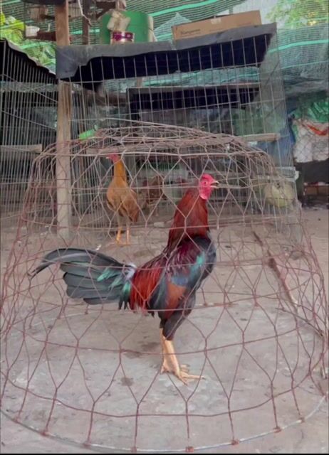 Gà chọi Cuban trống 1,4kg màu Điều . Mua bán Gà tại Huyện Củ Chi Tp Hồ Chí Minh được đăng bởi Gà Đá hình 1