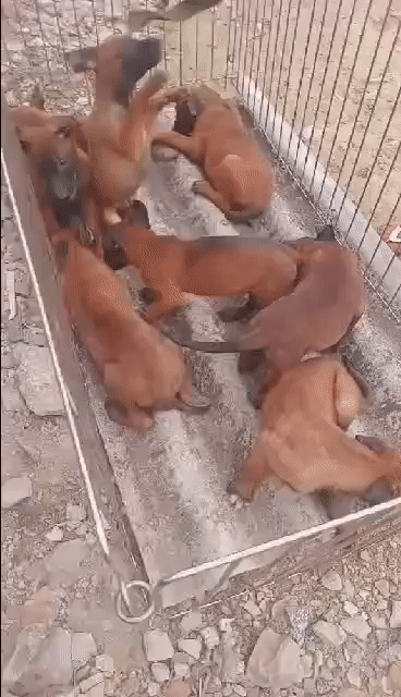 Chó Malinois 6kg Nâu đen 2 mũi. Mua bán Chó tại Huyện Bình Chánh Tp Hồ Chí Minh được đăng bởi Trường Bùi nguyên hình 1