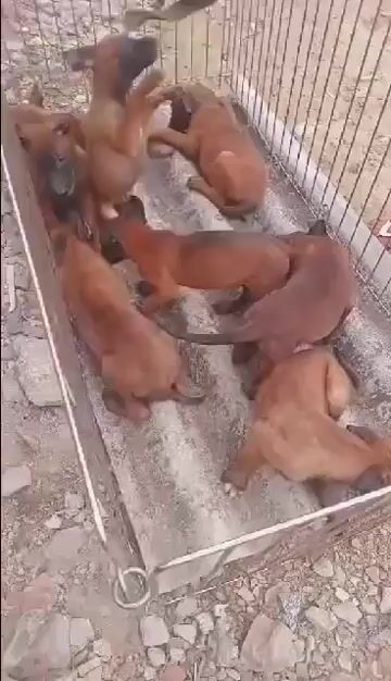 Chó Malinois 6kg Nâu đen 2 mũi. Mua bán Chó tại Huyện Bình Chánh Tp Hồ Chí Minh được đăng bởi Trường Bùi nguyên hình 1