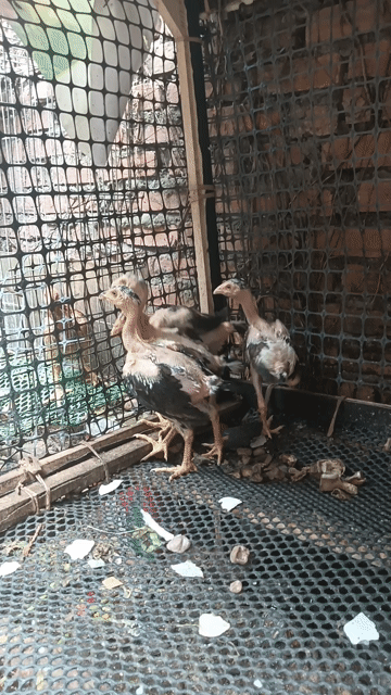 Gà chọi Đực màu Đen, Trắng. Mua bán Gà tại Huyện Đông Anh Hà Nội được đăng bởi Kiến Lửa hình 1
