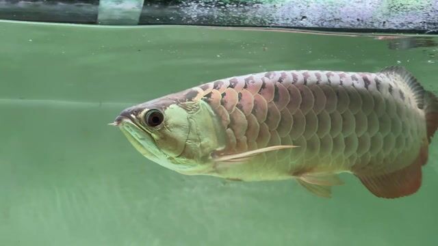 Cá Kim Long Quá Bối 60cm Vàng. Mua bán Thú cưng khác tại Quận 11 Tp Hồ Chí Minh được đăng bởi Thiên Trần arowana cá rồng phong thủy  hình 1